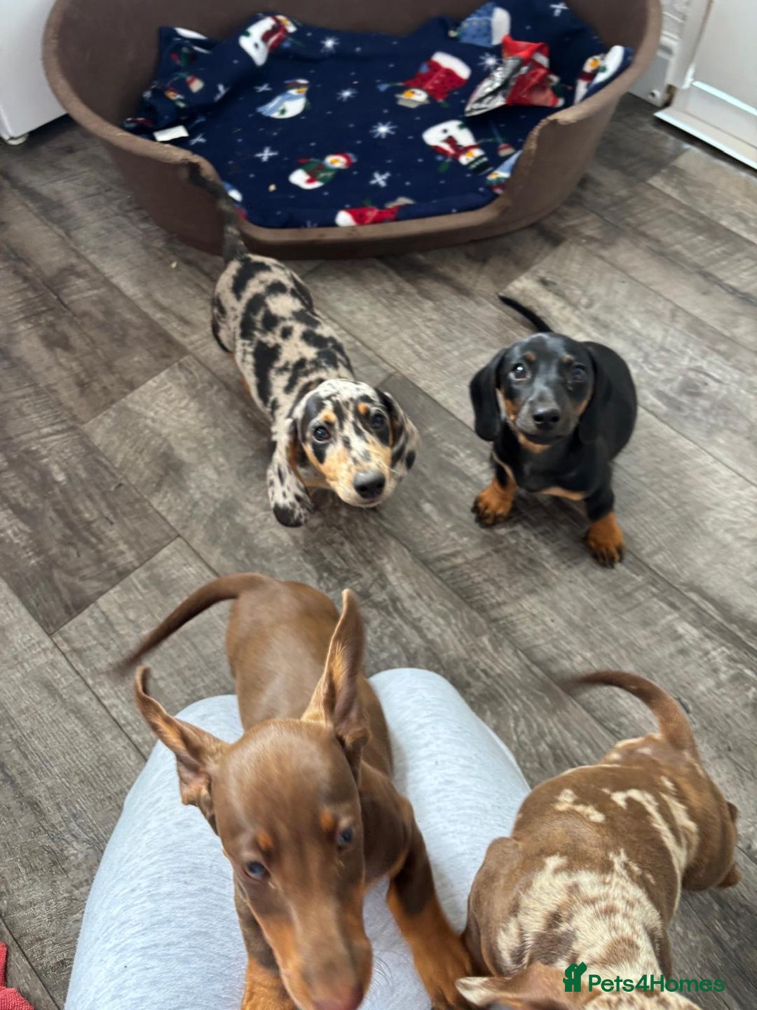 Dachshund dogs for sale: Miniture dachshund puppies  - Image 7