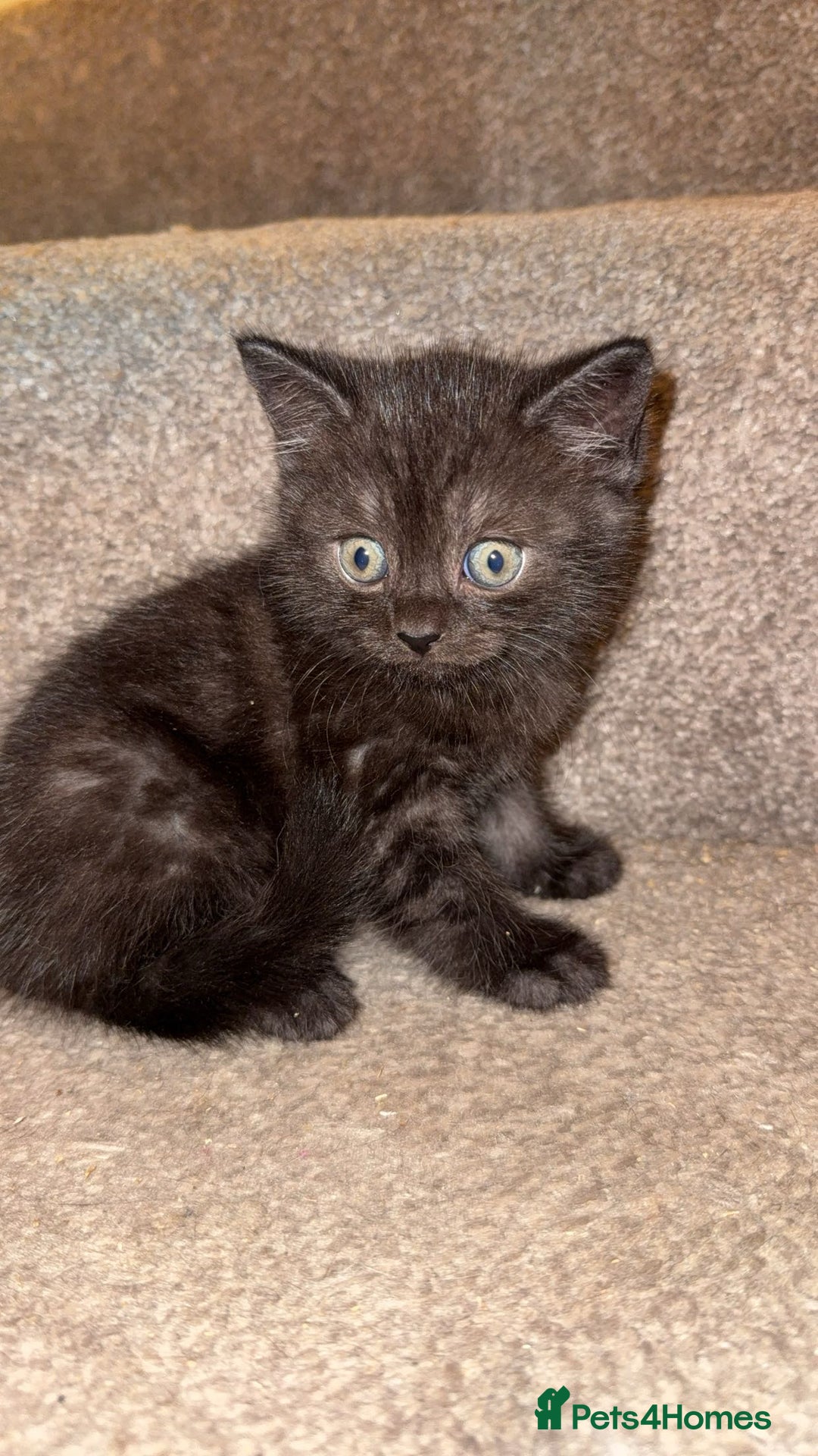 Mixed Breed cats for sale: Kitten  - Image 2