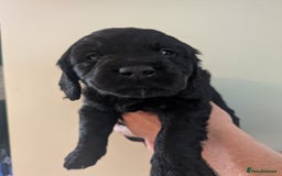 Springador dogs for sale: Springador puppies  - Image 16
