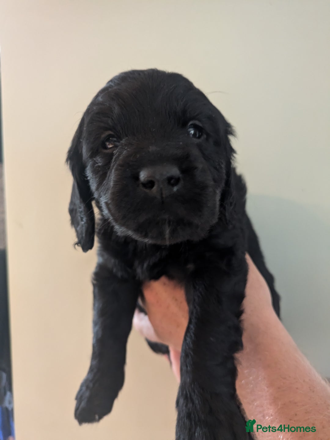 Springador dogs for sale: Springador puppies  - Image 16