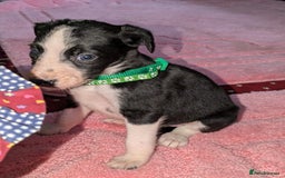 Mixed Breed dogs for sale: Saluki whippets  - Image 16