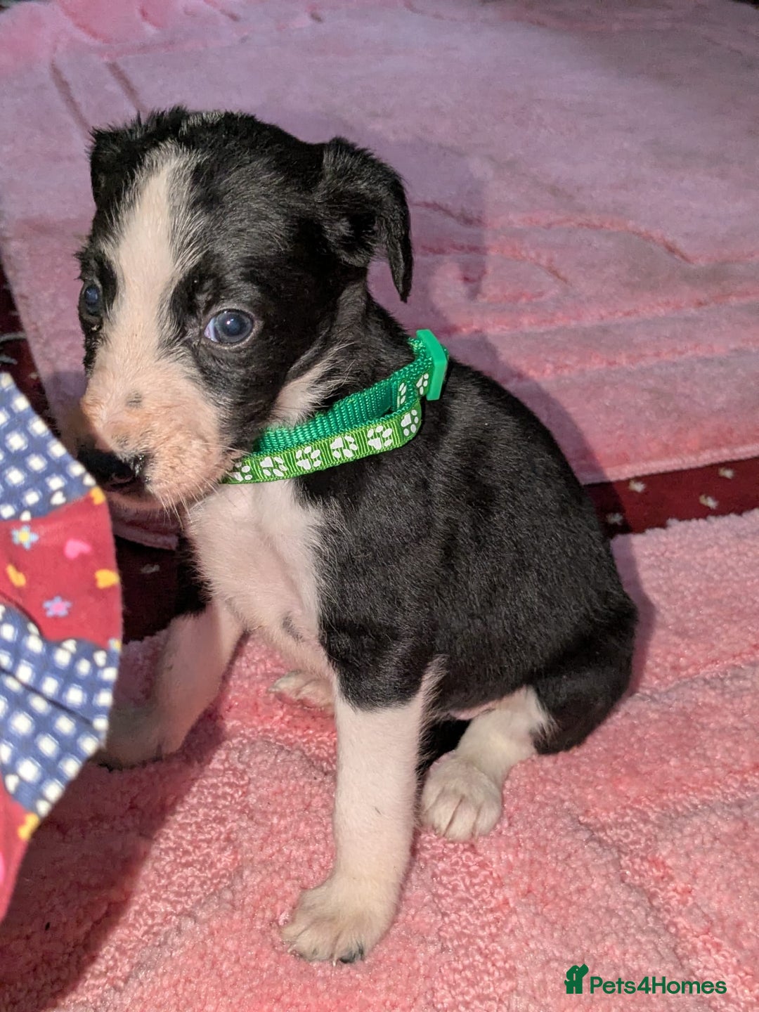 Mixed Breed dogs for sale: Saluki whippets  - Image 16