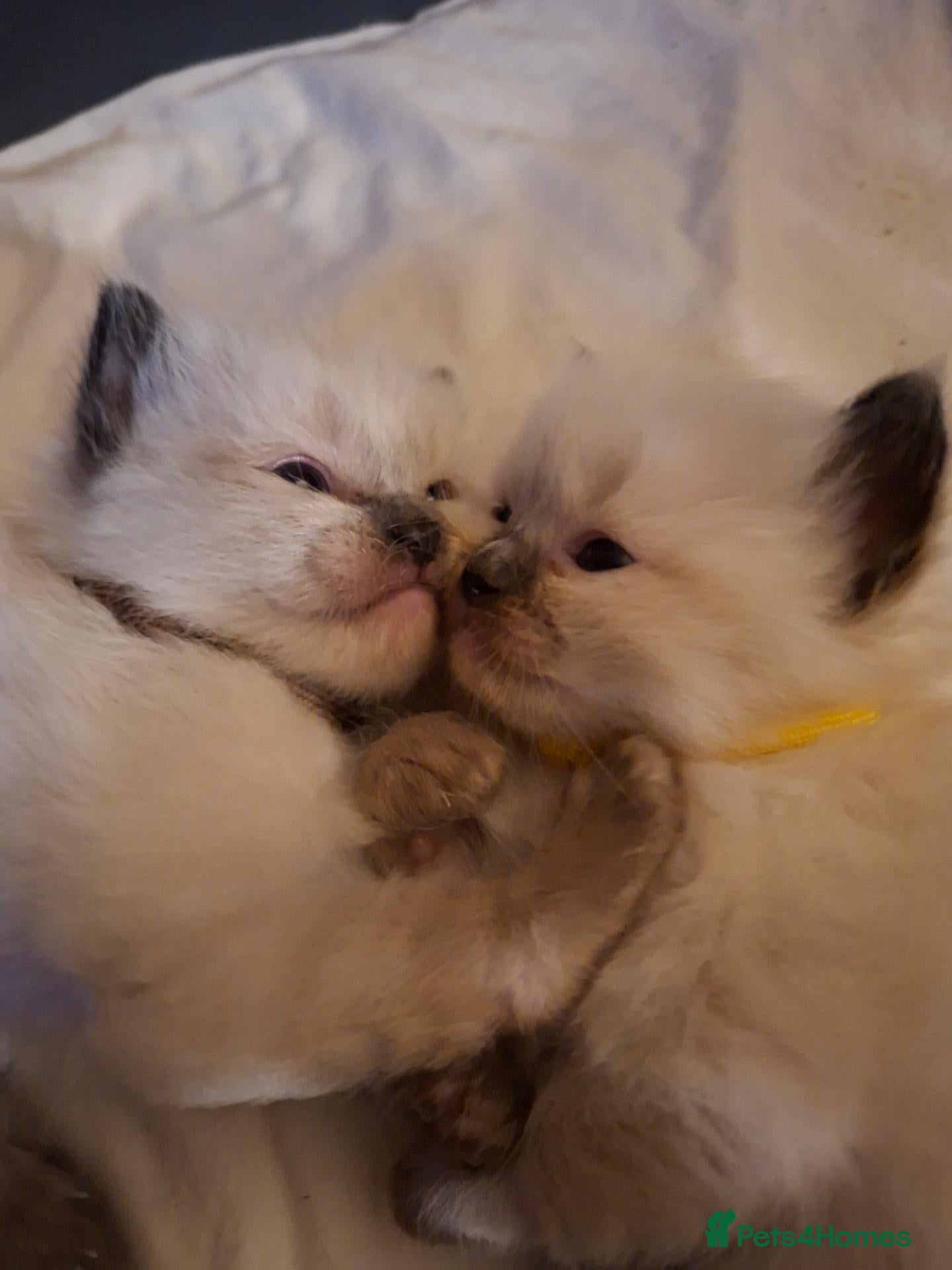 Ragdoll cats PEDIGREE RAGDOLL KITTENS - Advert 1