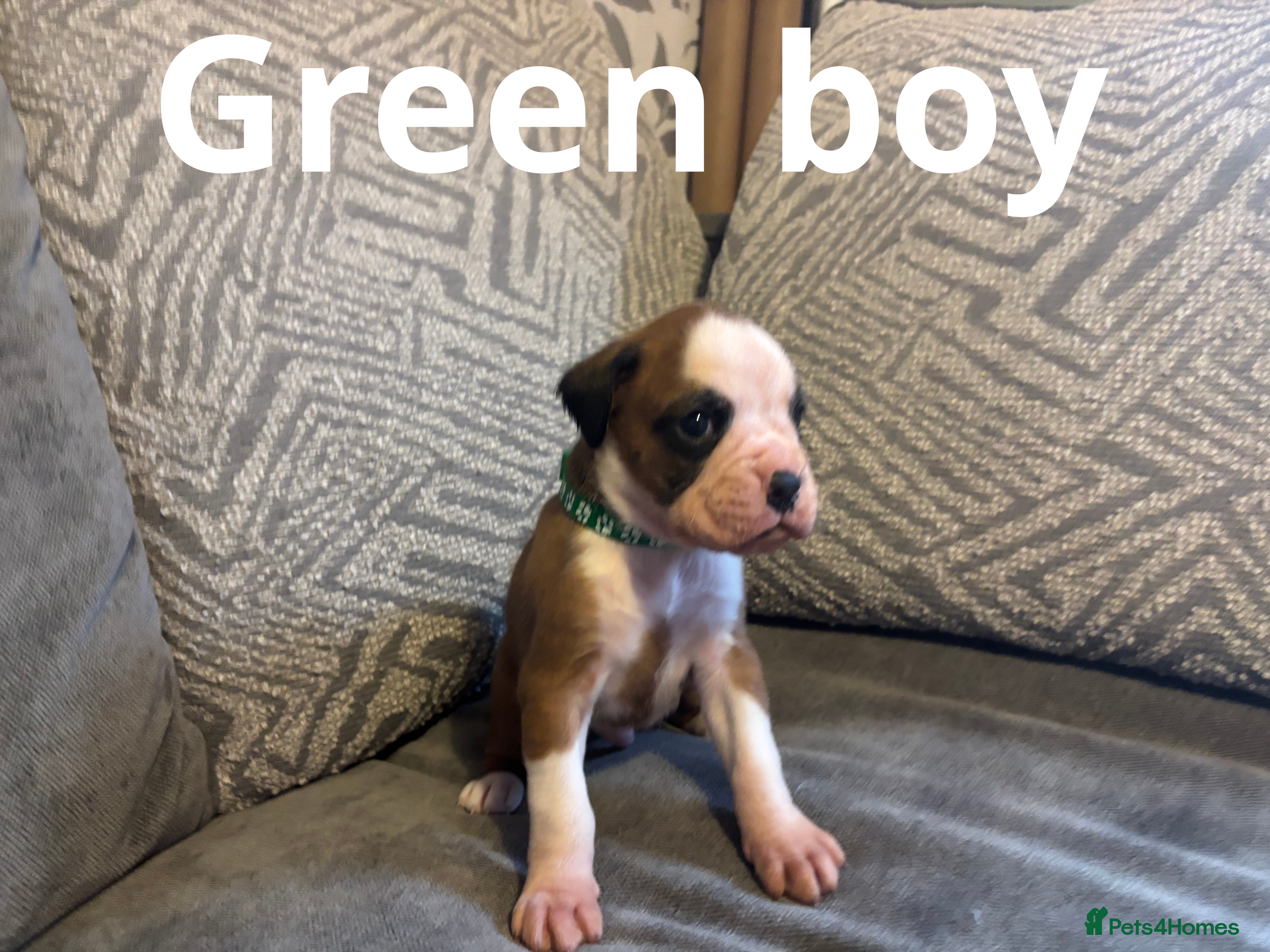 Boxer dogs KC BOXER PUPPIES - Advert 3