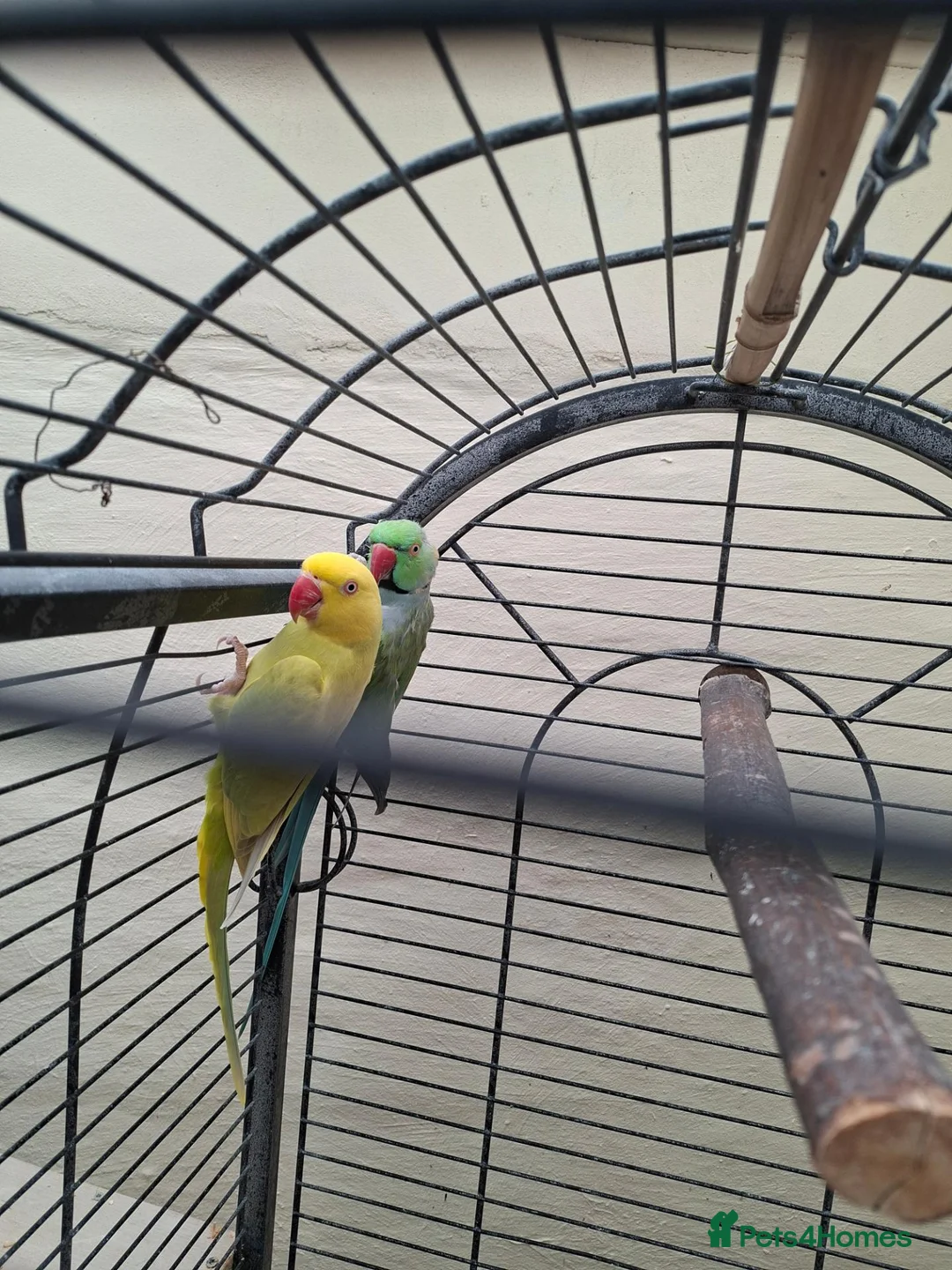 Mixed Breed birds for sale: Birds in Edgware - Advert 1