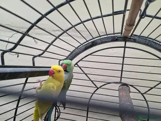 Mixed Breed birds Birds - Advert 1