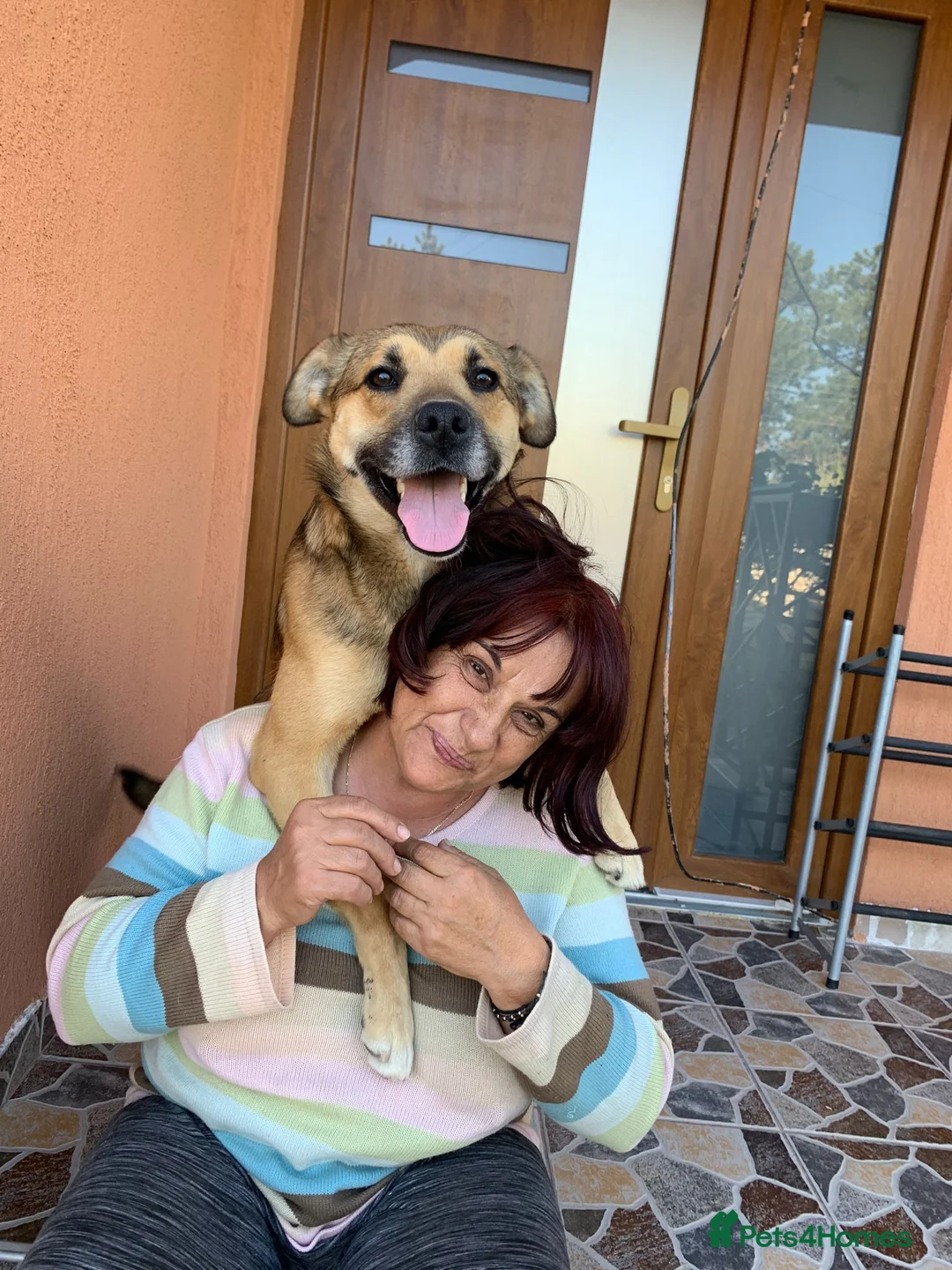 Mixed Breed dogs for adoption: ROMEO, a gentle and handsome Boy for a Loving Home - Advert 2