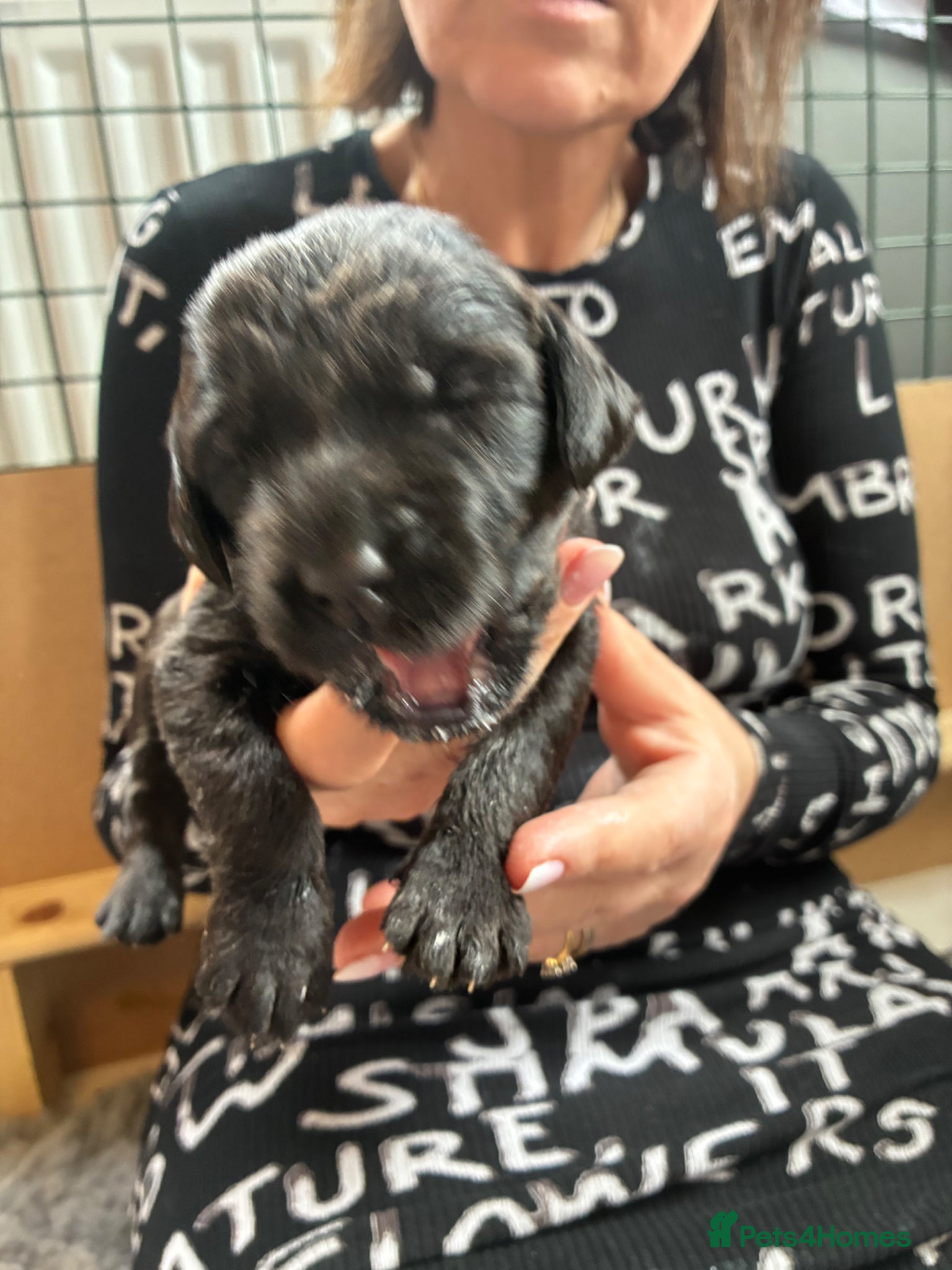 Labradoodle dogs Adorable Labradoodles – Few Left, family raised - Advert 2