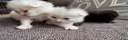 Mixed Breed cats for sale: One female kitten  - Advert 13
