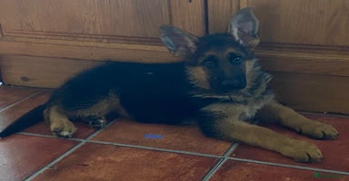 German Shepherd dogs - Advert 7