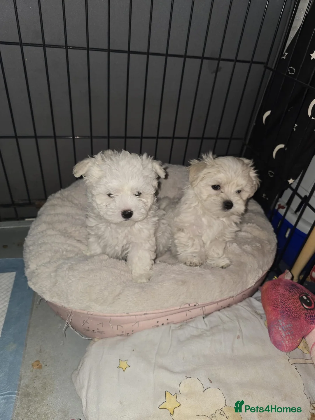 Maltese dogs for sale: Bishon Maltese Minitoy Pure - Advert 2