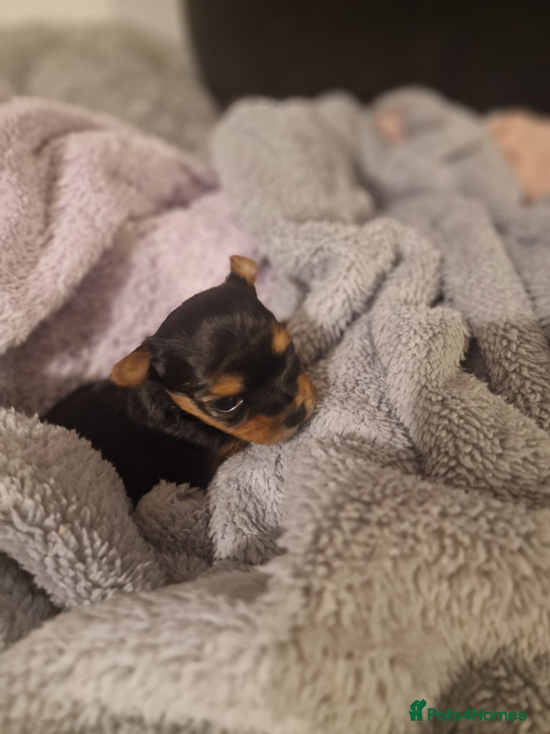 Yorkshire Terrier dogs for sale: Hello we got 2gorgeous puppies for sale - Advert 6