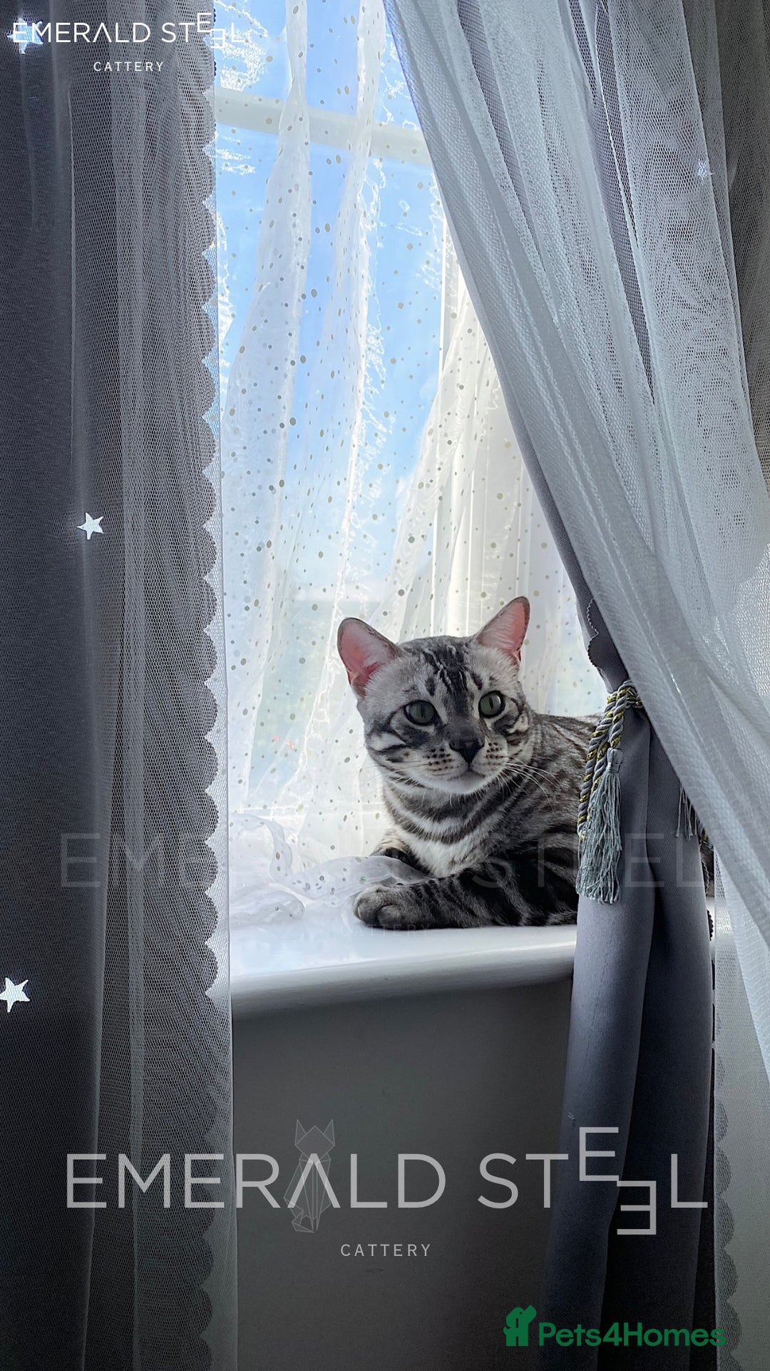 Bengal cats for sale: TICA Registered Silver Bengal - Advert 17