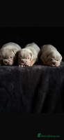 English Bulldog dogs English bulldog 'lilac' puppies READY 8TH DEC 25 - Advert 5