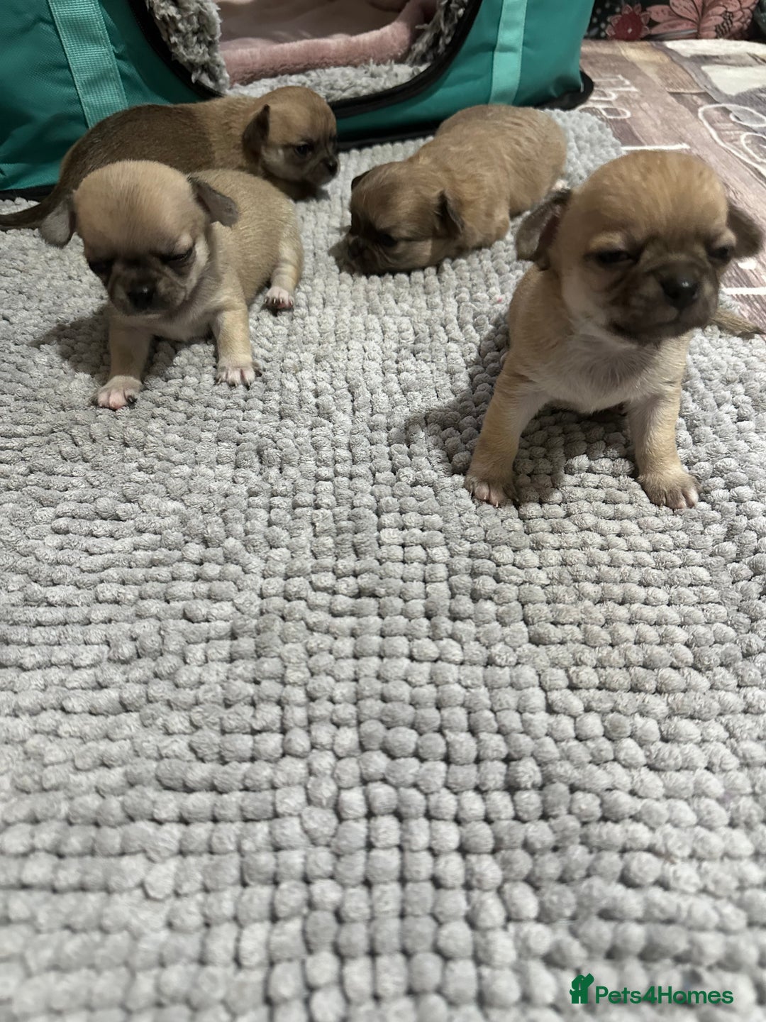 Chihuahua dogs for sale: Beautiful Chihuahua puppies. Two girls left  - Advert 7