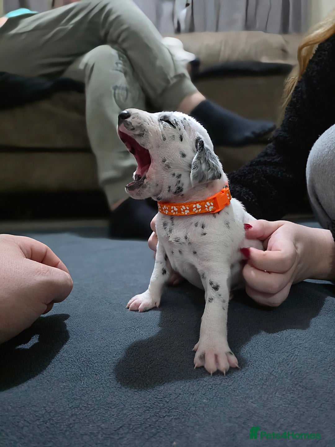 Dalmatian dogs for sale: 100% DALMATIAN LITTER - Image 25