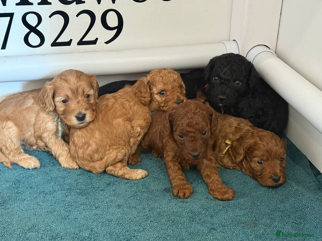 Cavapoo dogs for sale: Cavapoo FB1 puppies  - Image 1