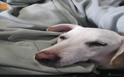 Mixed Breed dogs for adoption: MINNIE MOUSE - Image 4