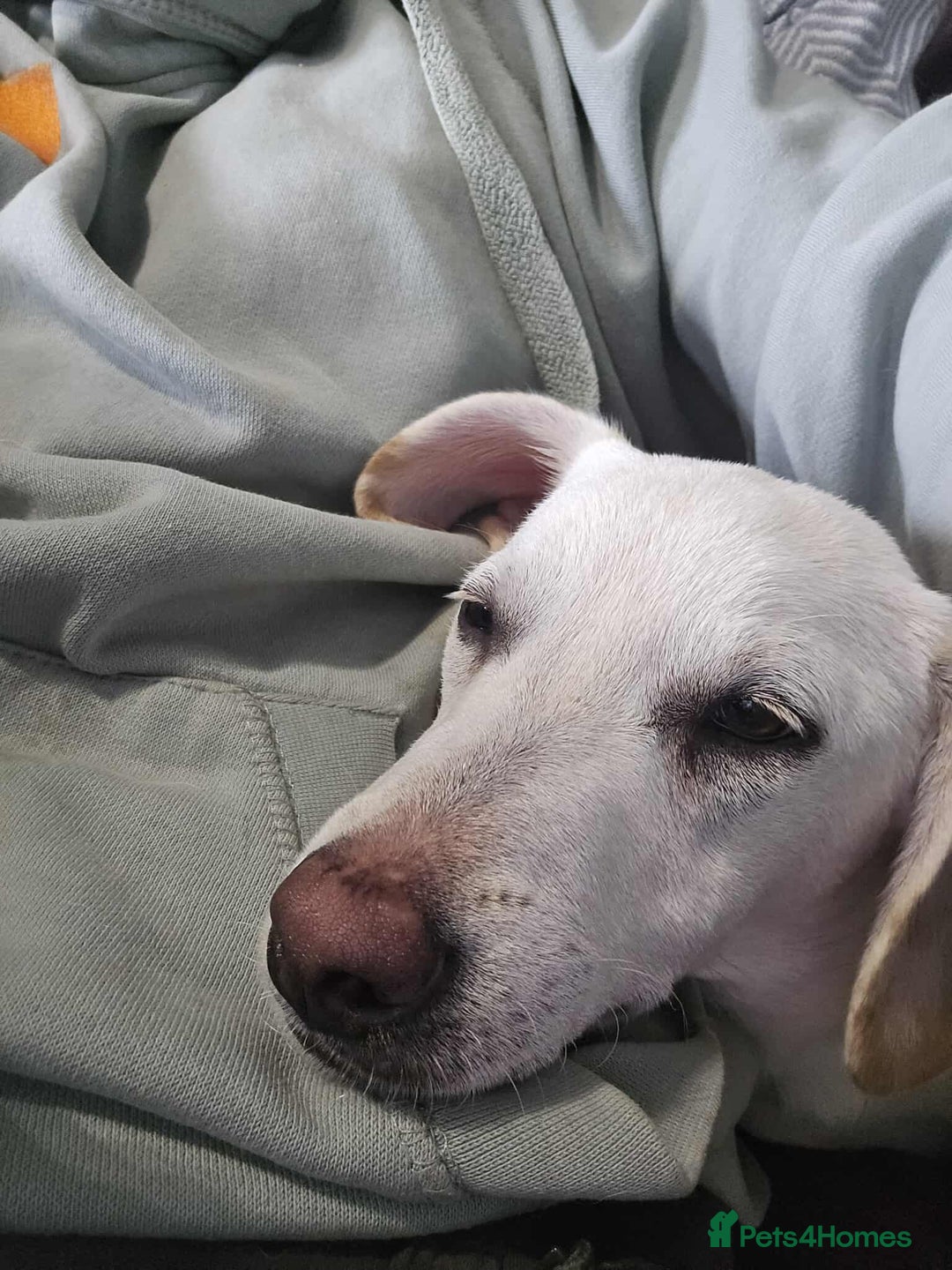 Mixed Breed dogs for adoption: MINNIE MOUSE - Image 4