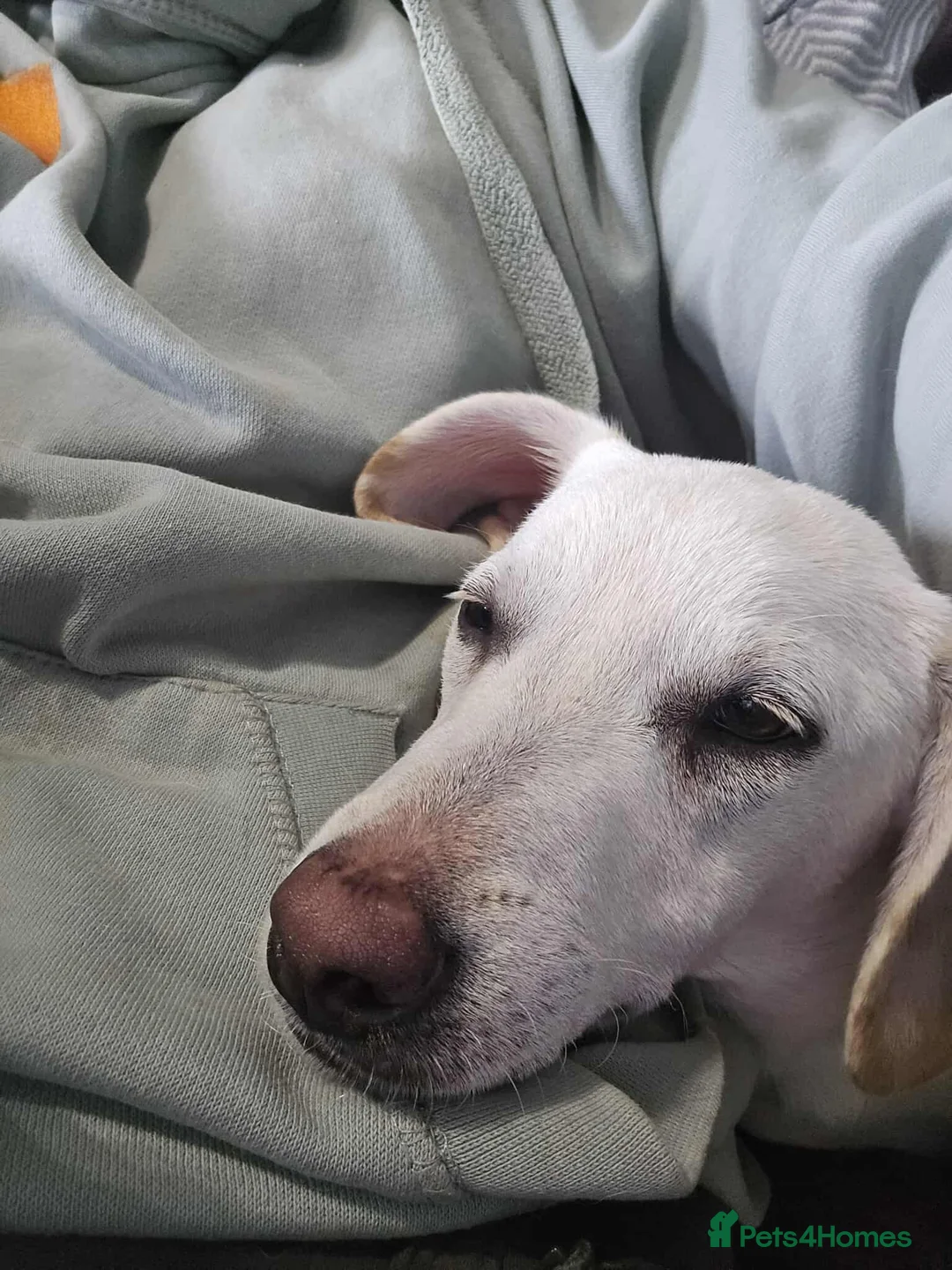 Mixed Breed dogs for adoption: MINNIE - Advert 6