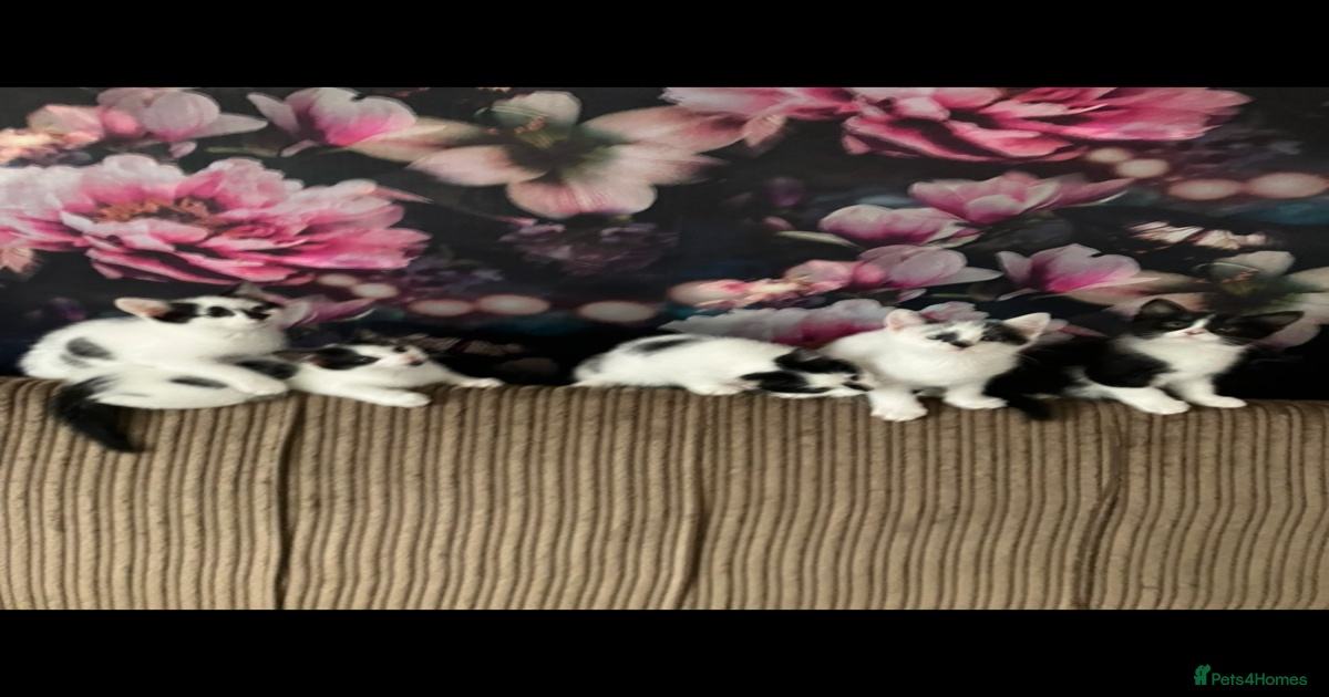 Kittens for sale in Glasgow | Pets4Homes
