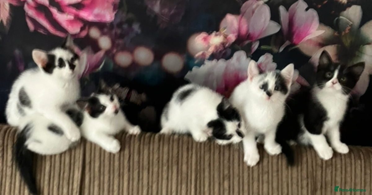 Kittens for sale in Glasgow | Pets4Homes