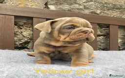 English Bulldog dogs for sale: Beautiful KC lilac & tan English bulldog puppies - Image 29