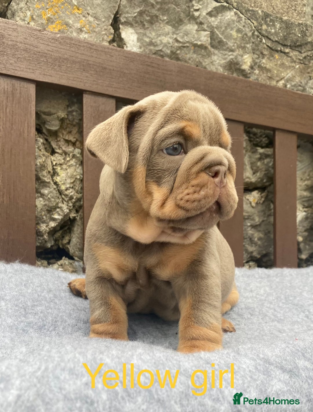 English Bulldog dogs for sale: Beautiful KC lilac & tan English bulldog puppies - Image 29