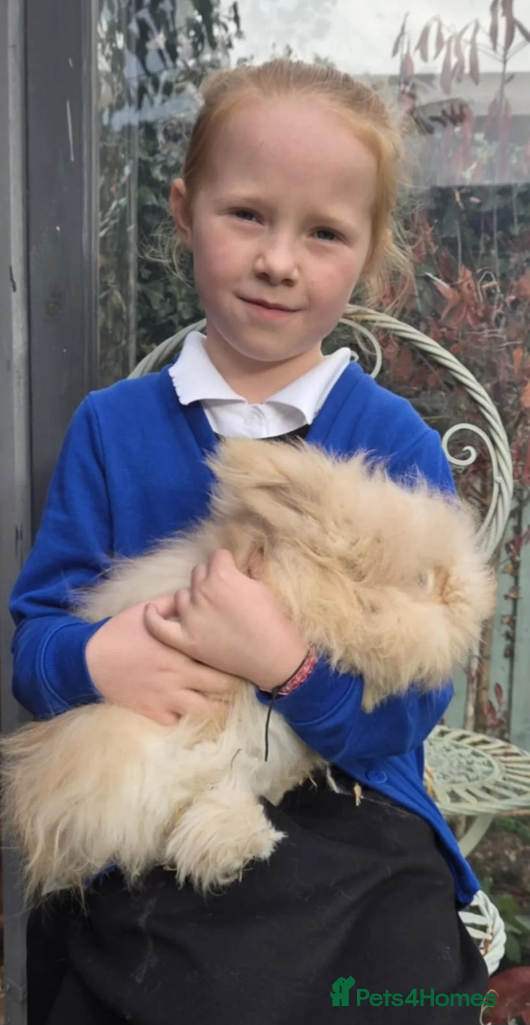 Angora rabbits for sale: Angora boy  - Advert 5