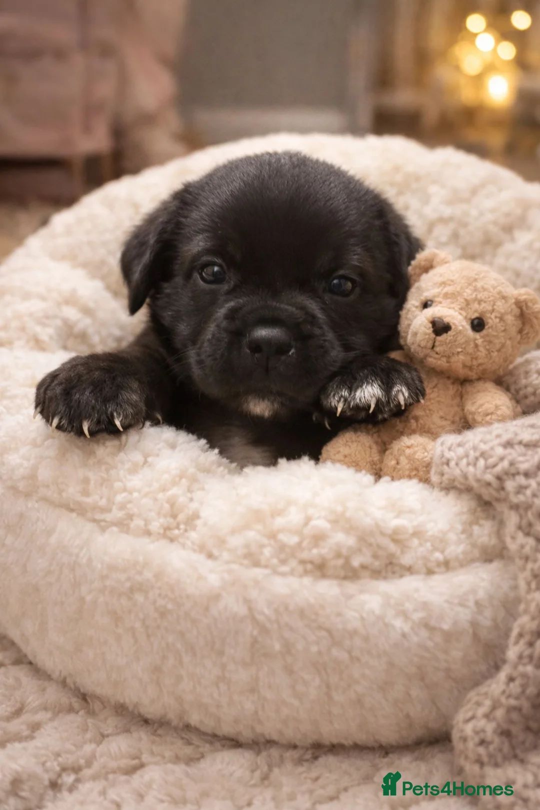 Cane Corso dogs for sale: AKC cane Corso puppies  in Blackwood - Advert 1