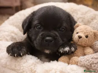 Cane Corso dogs AKC cane Corso puppies in Blackwood - Advert 2