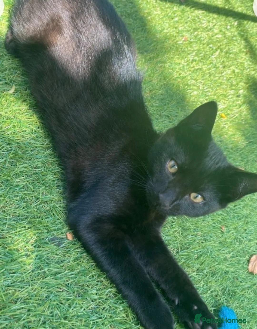 Mixed Breed cats for sale: Kitten  - Advert 2