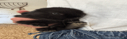 Mixed Breed rabbits for sale: Dwarf X Lionhead Rabbits For Sale - Advert 6