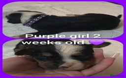 Mixed Breed dogs for sale: Staffy cross pups for sale  - Advert 4