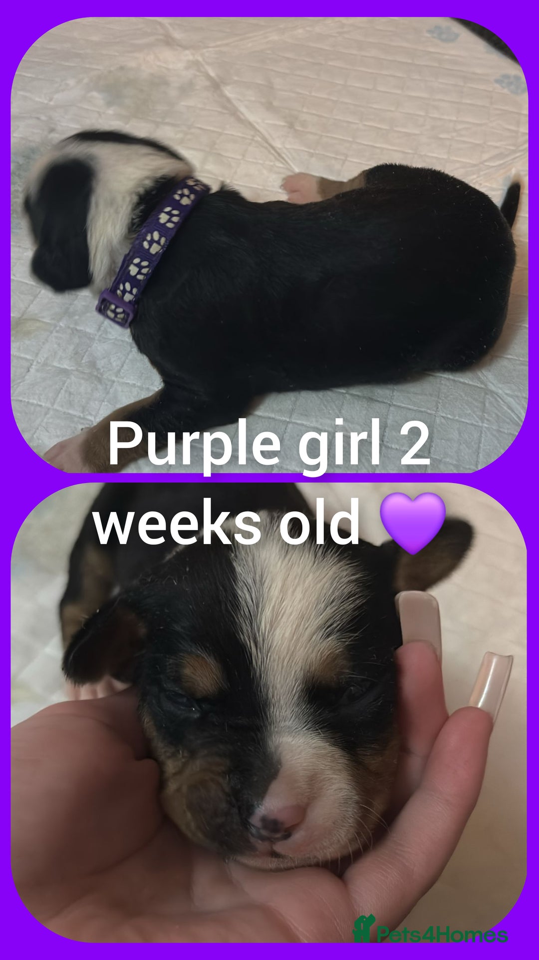 Mixed Breed dogs for sale: Staffy cross pups for sale  - Advert 4