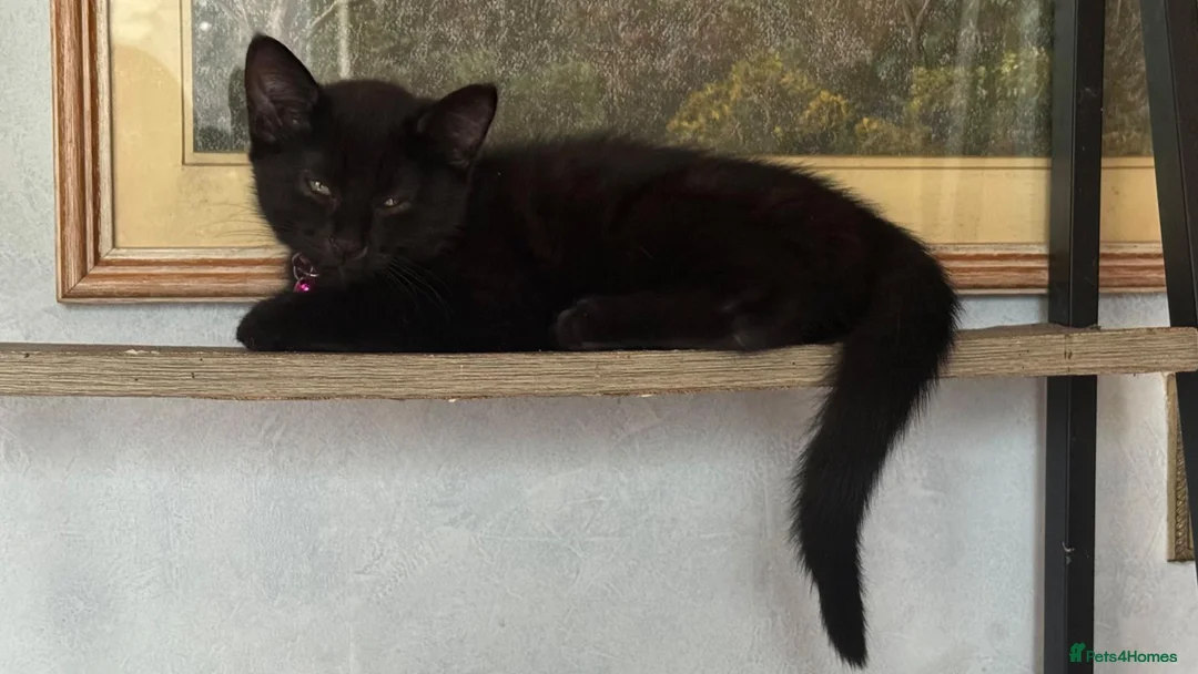 Mixed Breed cats for sale: Russian Black girl in Nottingham - Advert 10
