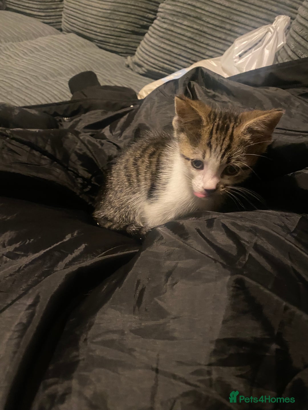 Mixed Breed cats for sale: Male and female kitten for sale - Advert 3