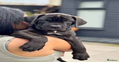 Mixed Breed dogs - Advert 8