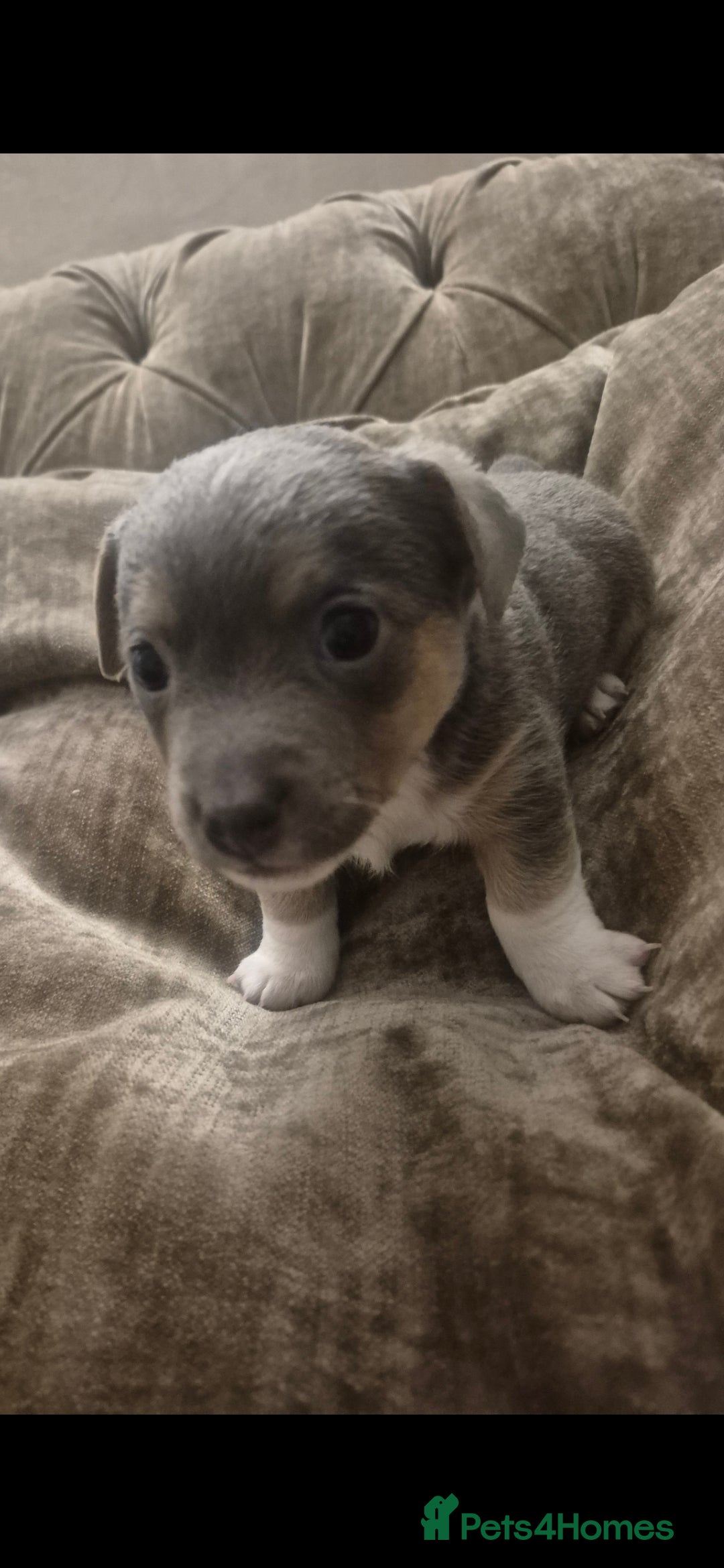 Jack Russell dogs for sale: Minature jack russell puppies - Advert 3