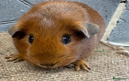 Guinea Pig rodents for sale: Young female guinea pig for sale - Image 4