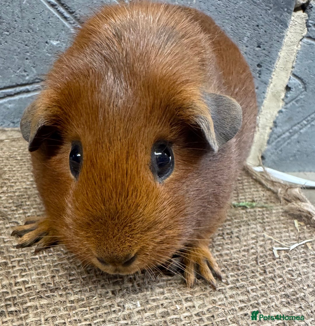 Guinea Pig rodents for sale: Young female guinea pig for sale - Image 4