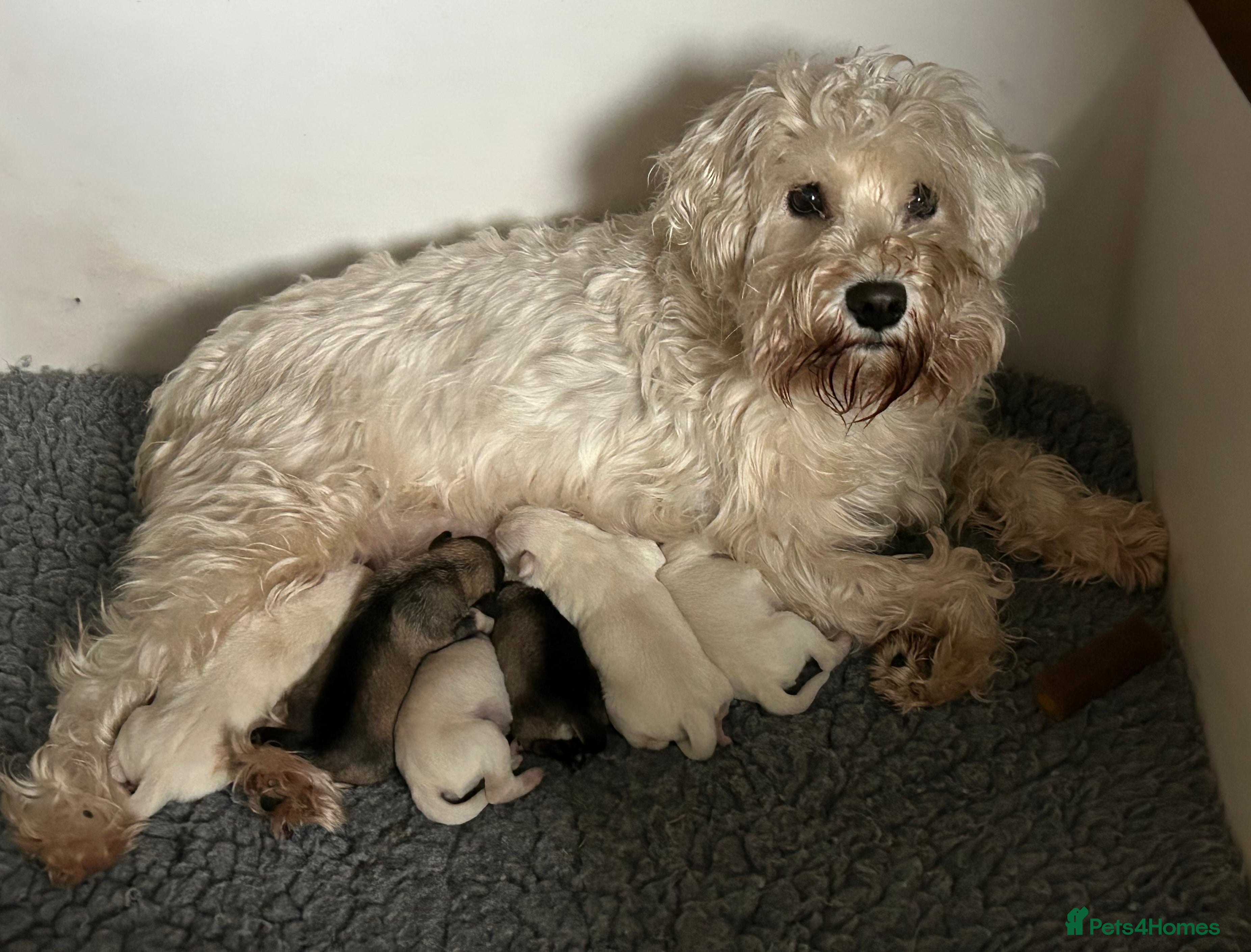 Miniature Schnauzer dogs Stunning KC Reg Miniature Schnauzers - Advert 4