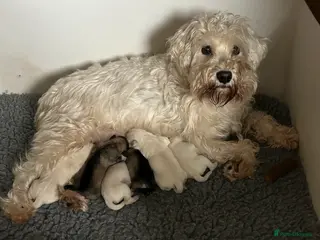 Miniature Schnauzer dogs Stunning KC Reg Miniature Schnauzers - Advert 4