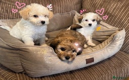 Mixed Breed dogs for sale: ❤️🐶🐾Beautiful Jackapoo & Maltipoo puppies 🐾🐶❤️ - Image 8