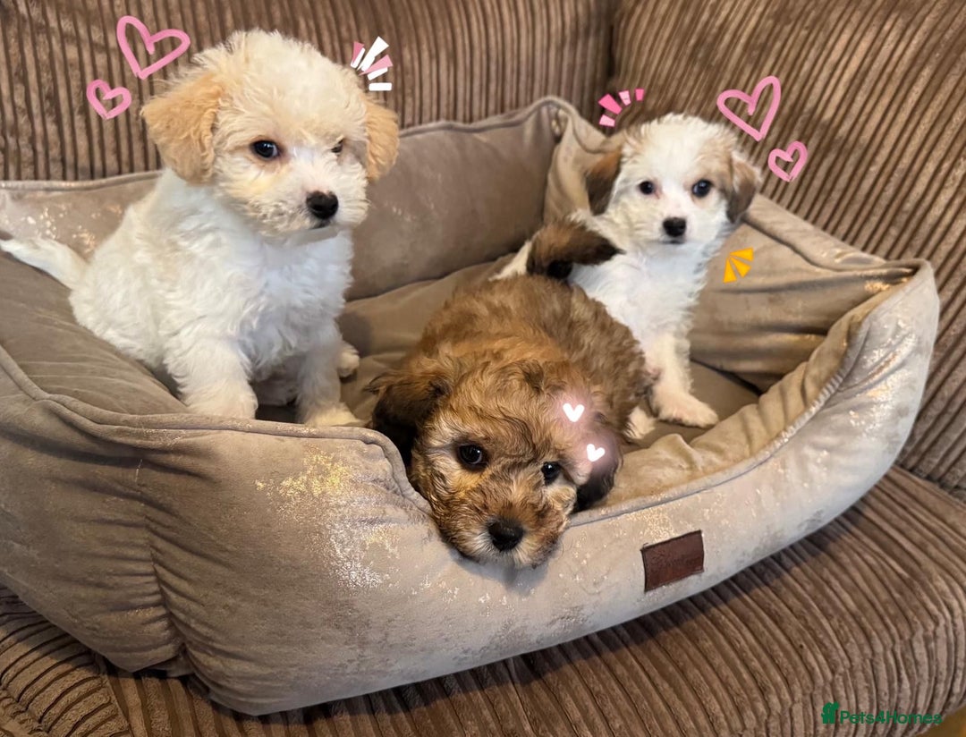 Mixed Breed dogs for sale: ❤️🐶🐾Beautiful Jackapoo & Maltipoo puppies 🐾🐶❤️ - Image 8