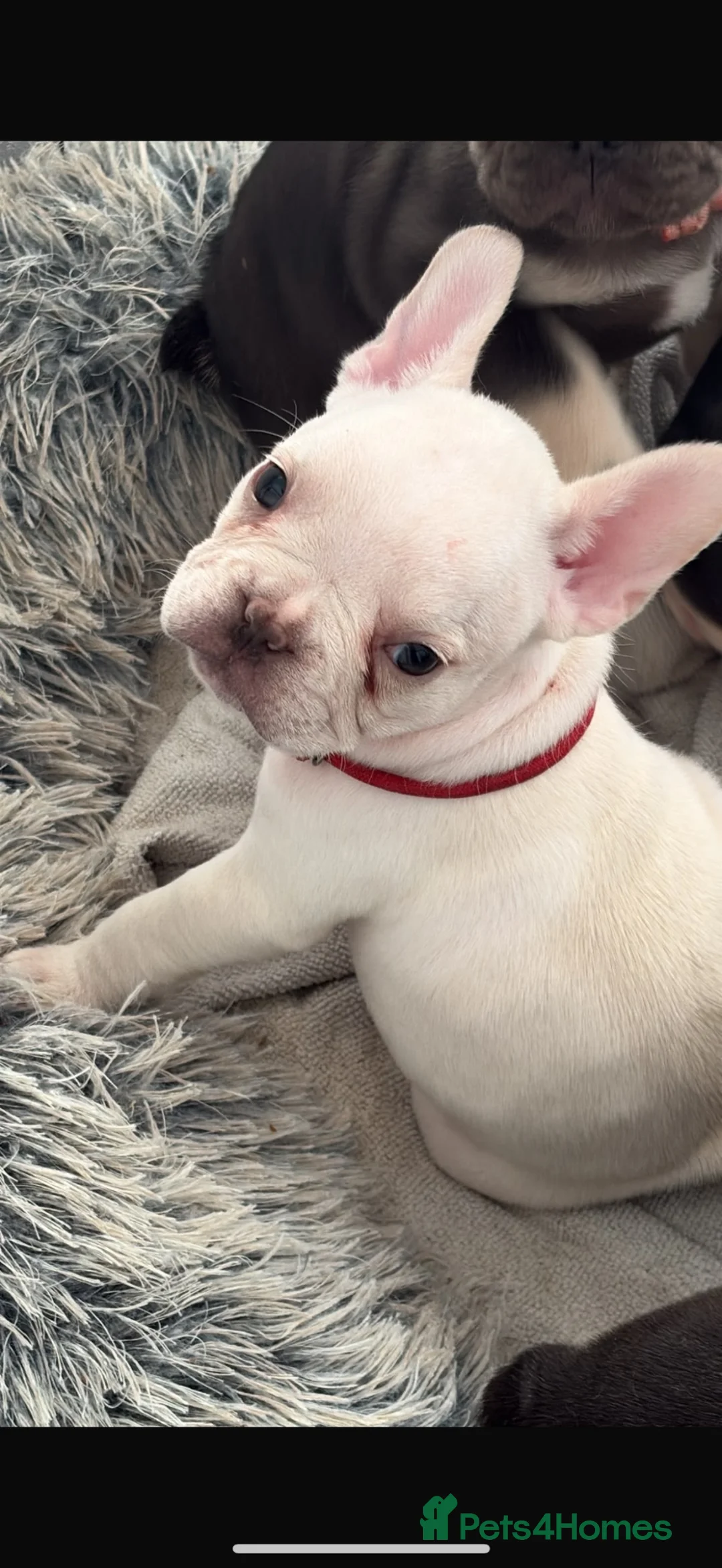 French Bulldog dogs for sale: 2 French bulldogs pups out of litter of 8  - Advert 19