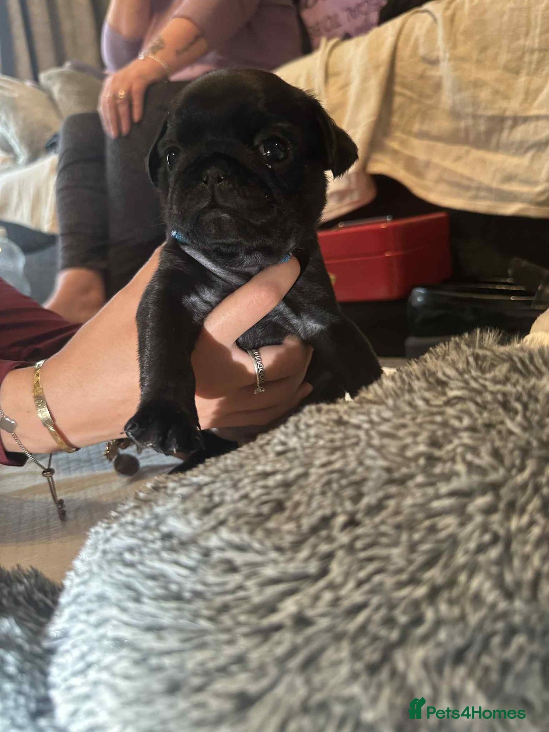 Pug dogs for sale: KCreg pug puppies for sale. - Image 37