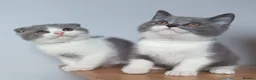 Scottish Fold cats for sale: Beautiful kittens - Advert 23