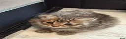 Siberian cats for sale: TICA Registered Pedigree Siberian kittens - Advert 14