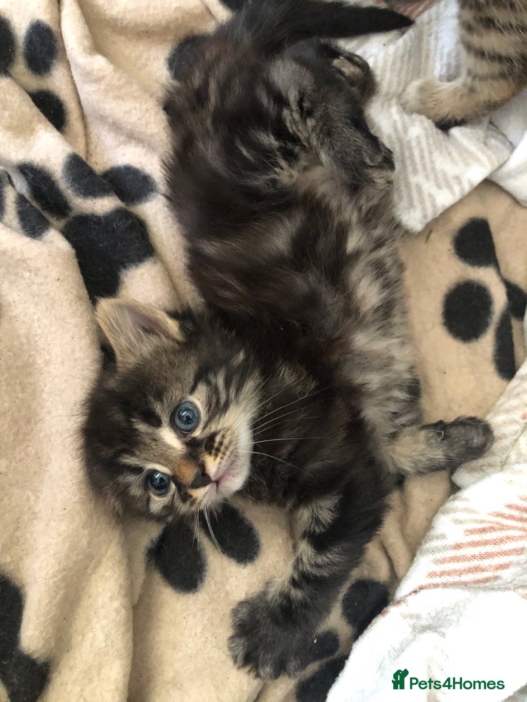 Bengal cats for sale: Kittens for sale  in Maesteg - Image 6